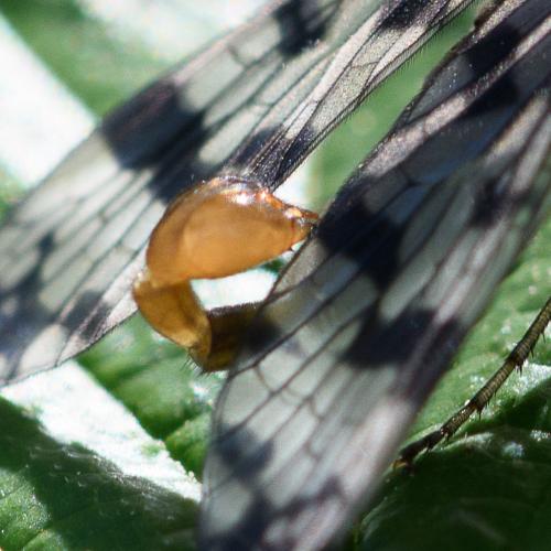 Panorpa vulgaris